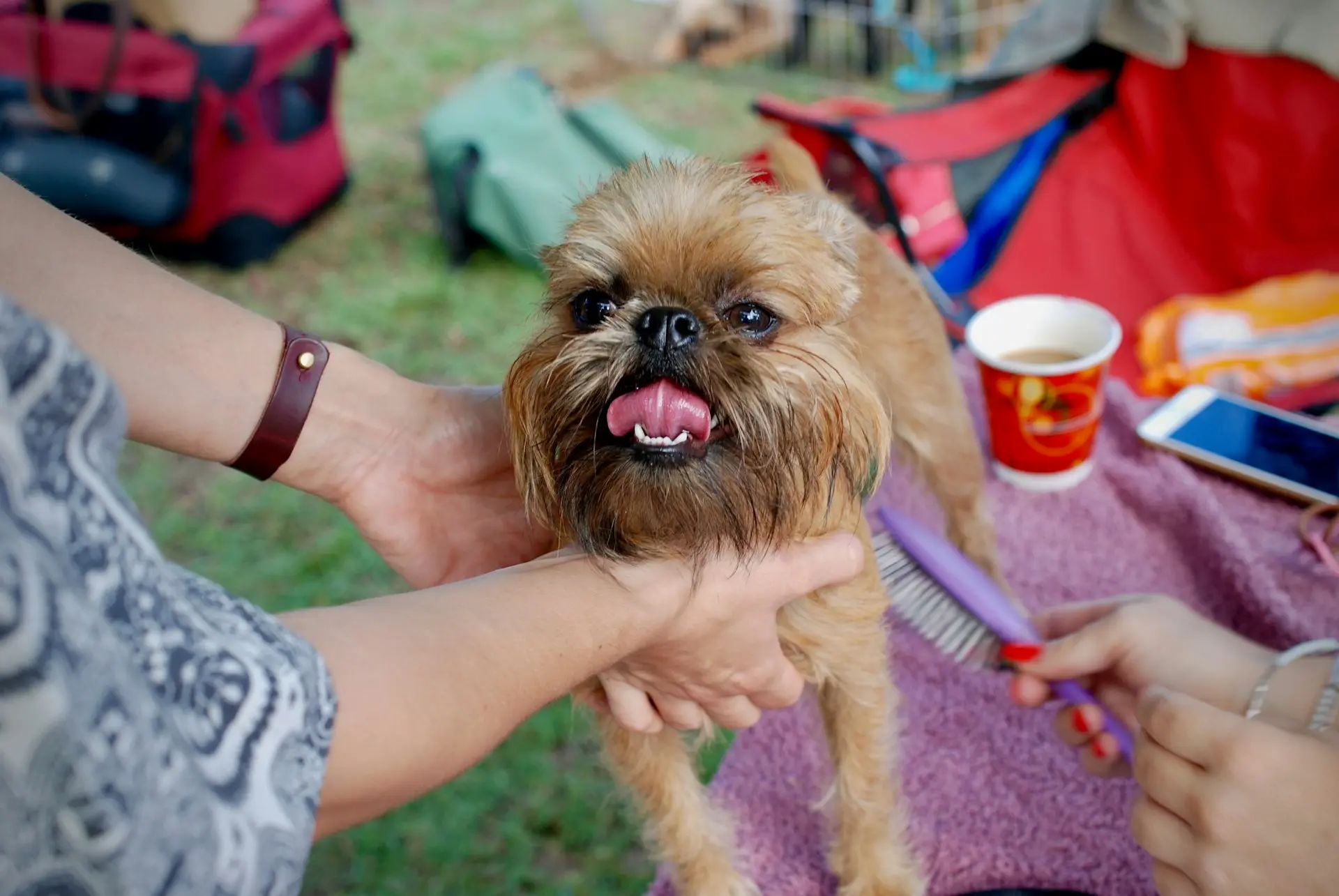 person holding short-coated brown dog